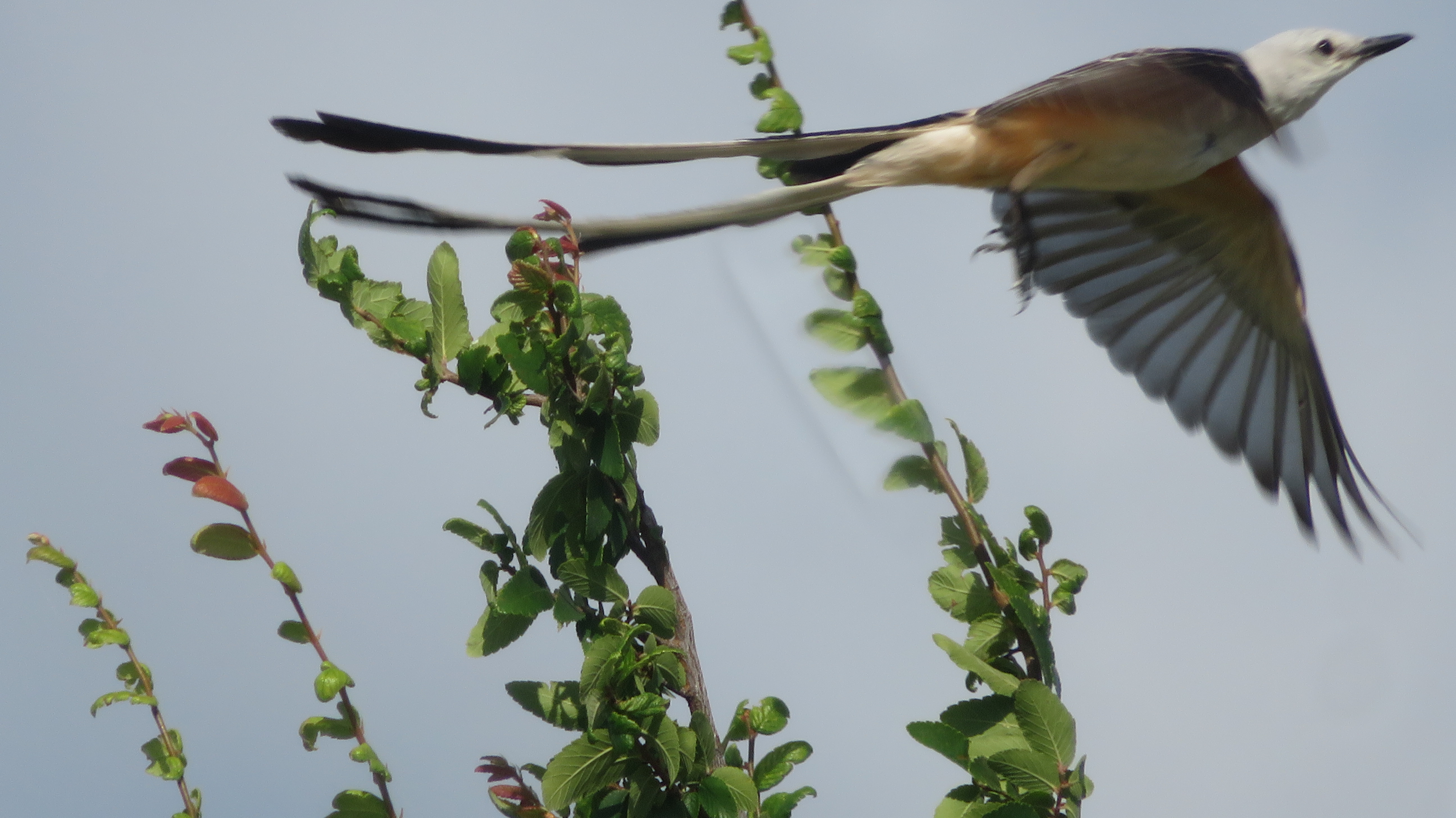 In Flight