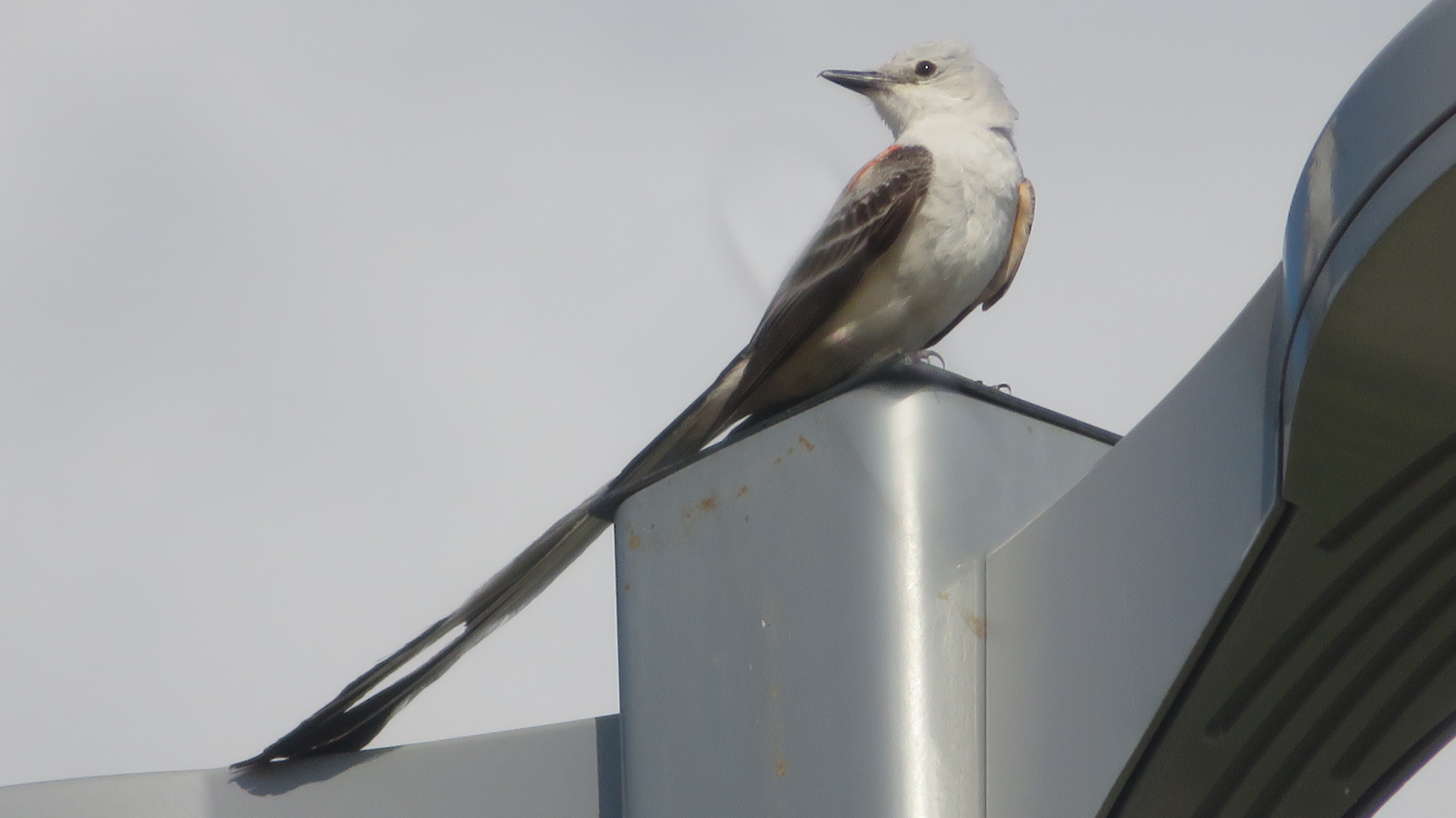 Scissor-Tailed Flycatcher