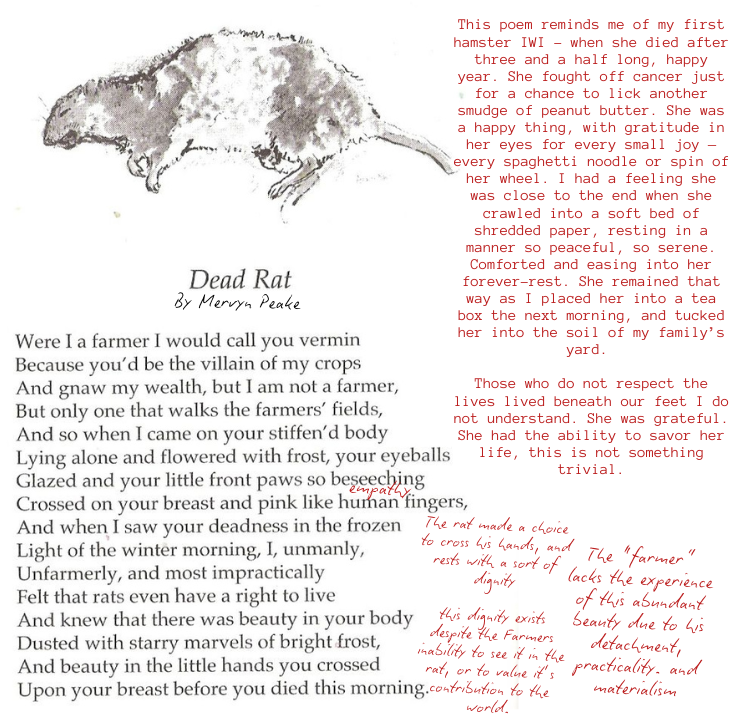 Dead Rat